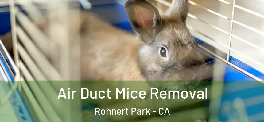 Air Duct Mice Removal Rohnert Park - CA